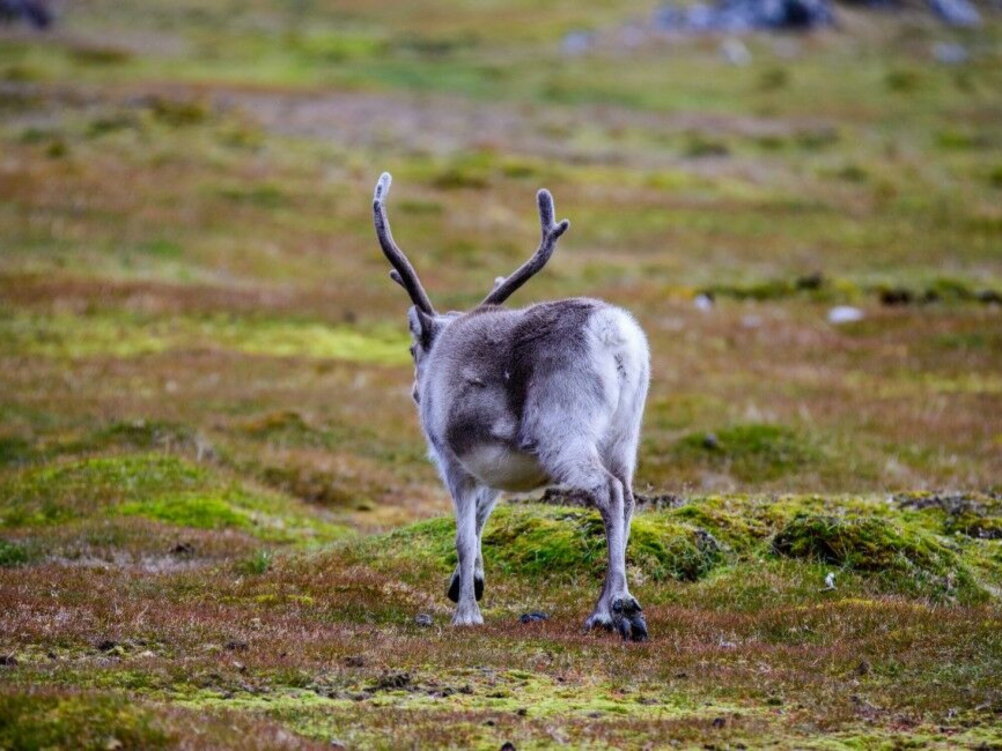 Viltkjøtt inneholder jern og mineraler som vi trenger, og fettsyrene som alle utebeitende dyr har er bare positivt.