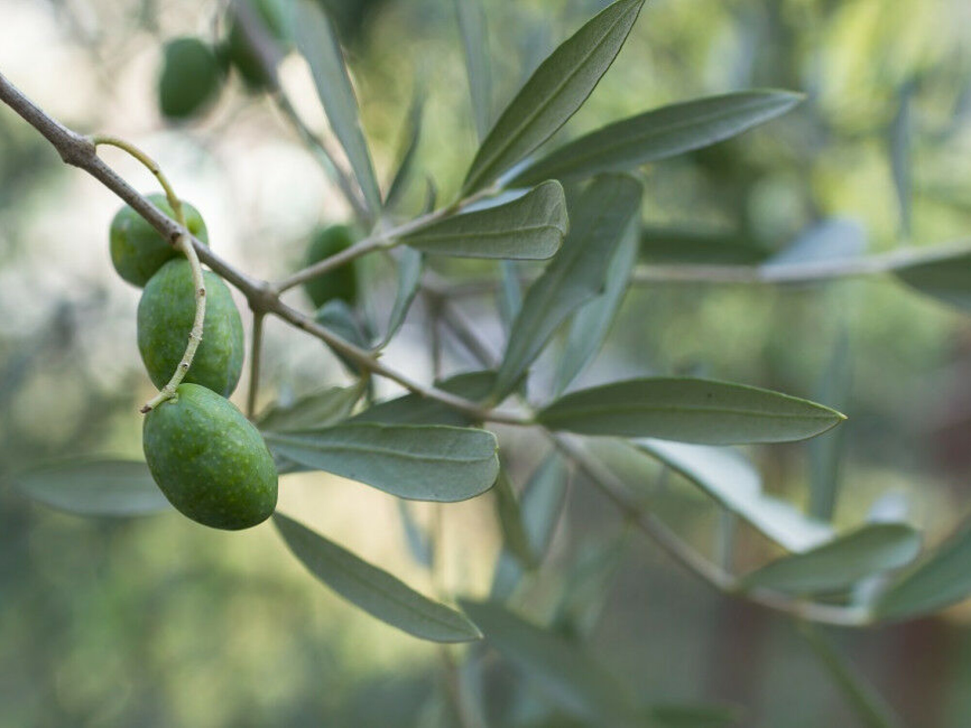 OLIVENOLJE utvinnes fra fruktene på oliventreet.