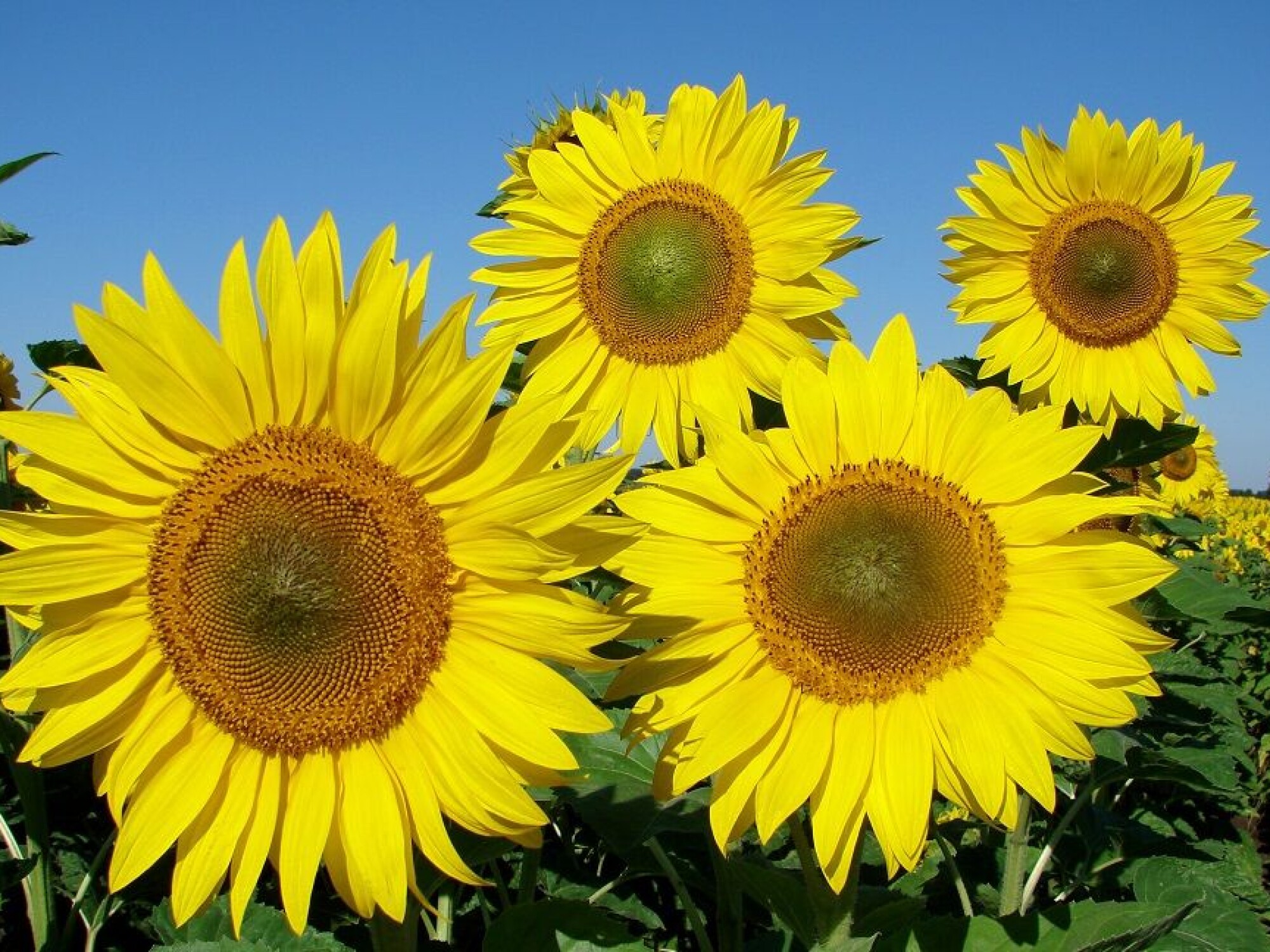 SOLSIKKEOLJE utvinnes fra frøene i solsikkeblomsten.